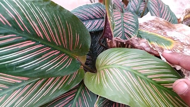 Calathea Plant Care, Calathea Ornata Sanderiana Leaves Curling & Dying Solutions
