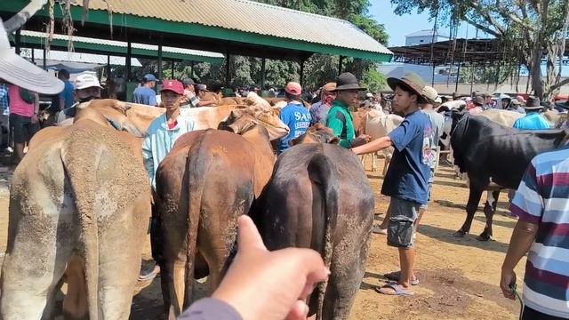 13.500 !! Simental Malboro Super & Pegon Harga Murah!! Pasar Tuban Jawa Timur смотреть онлайн