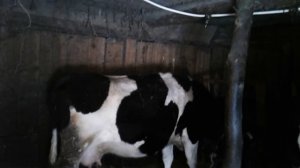 Как построены деревянные сараи для коров!