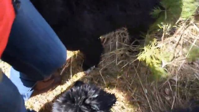 Монгольская овчарка-банхар. Питомник "Монголдог". Веселая беготня. смотреть онлайн