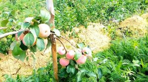 избранница, яблоня которая прошла испытание в моём саду по зимостойкости и урожайности