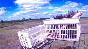 НОВЫЙ ТРИЦИКЛ  БОЛОТОХОД