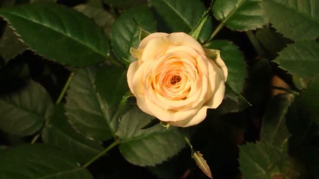 Shakespeare - The Greatest Playwright in History Documentary смотреть онлайн