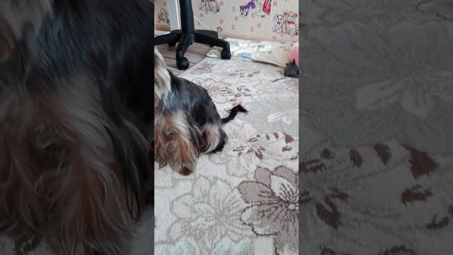 Как приучить йорка команде сидеть и команде дай мячик?? смотреть онлайн