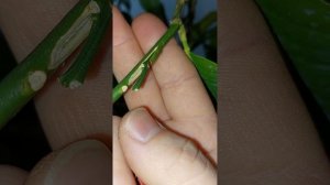 Прививка на лимоне прижилась или нет? Как понять?