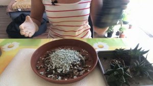 ХАВОРТИИ, тонкости посадки