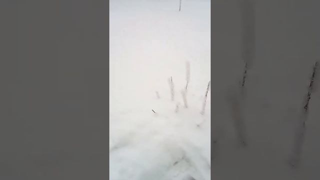 Ура! Зима пришла!!! смотреть онлайн