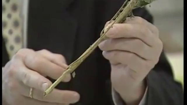 Лекарственные растения. Репешок обыкновенный смотреть онлайн