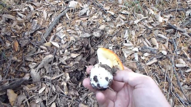 Amanita caesarea foromicologico.es смотреть онлайн