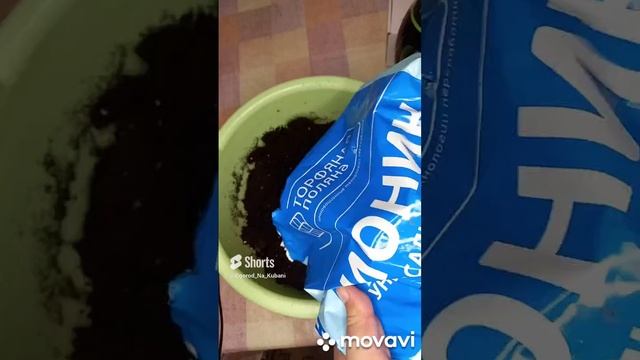 ПОДГОТОВКА ГРУНТА К ПОСАДКЕ РАССАДЫ В 2023Г часть 2. ОГОРОД НА КУБАНИ. shorts# смотреть онлайн