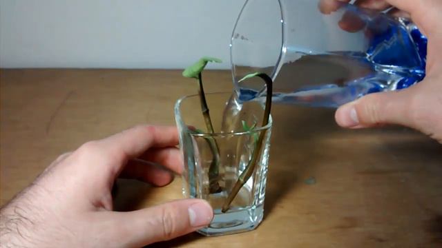 Plantas De Interior Cultivadas En Agua (Syngonium) || Lugares Y Plantas.