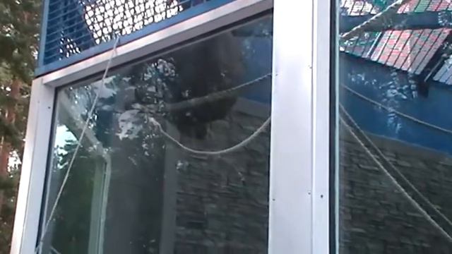 Новосибирский зоопарк оргутанг смотреть онлайн