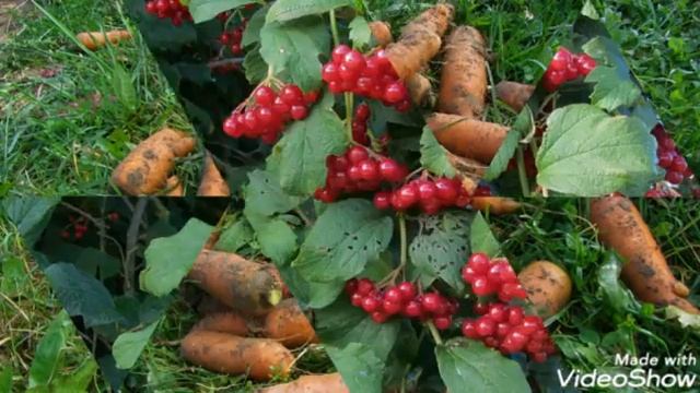 Последние дни в августе. Оршанский район Витебская область Беларусь. Автор фото Виталий Андрейчук смотреть онлайн