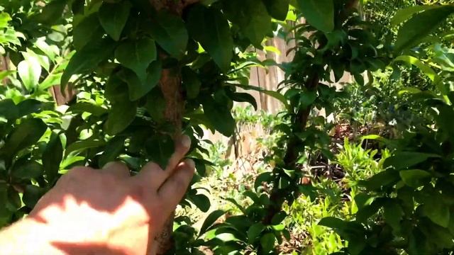 Pluot - Dapple Dandy (Tough)