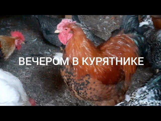 вечер. курятник. курочки... смотреть онлайн