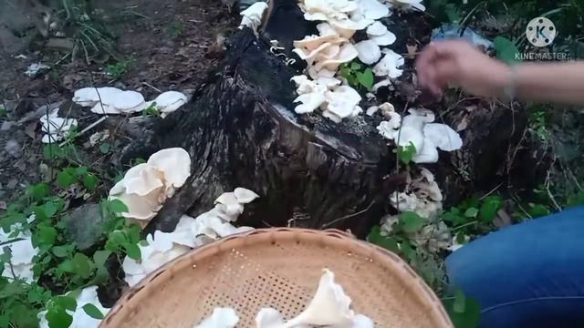 เก็บเห็ดขอนขาว เยอะมากจนเก็บไม่หมด смотреть онлайн