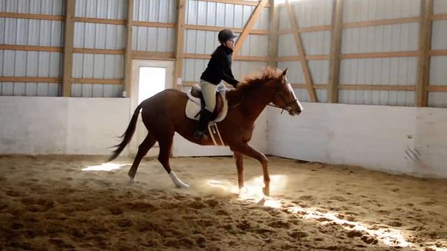 CANTER Owned - Louisiana Levi смотреть онлайн