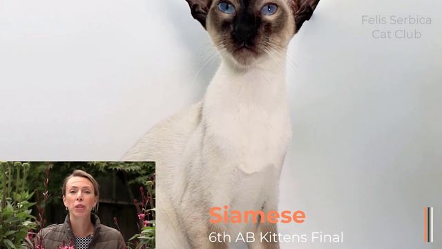Virtual Cat Show Serbia 2020 - Kittens Final Maria Bunina смотреть онлайн