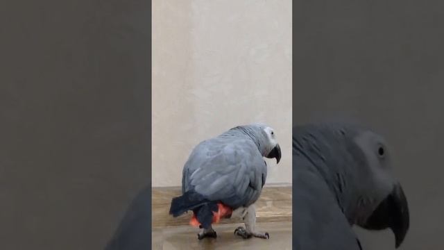 Попугай Гоша#Хорошка. Орёл - симпатичный, а Таня - человек..)) смотреть онлайн