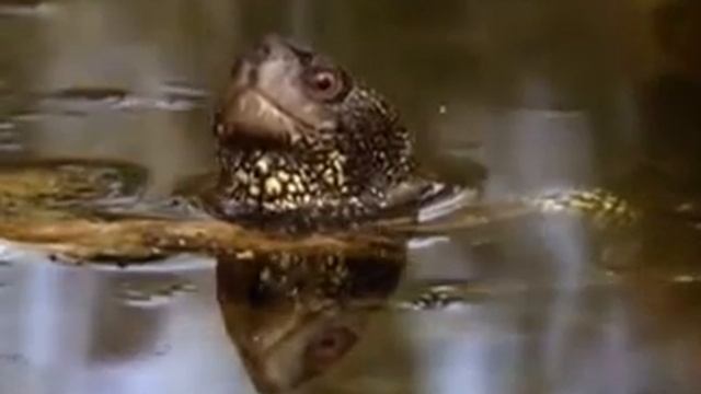 Save the turtle (спасите черепаху) смотреть онлайн