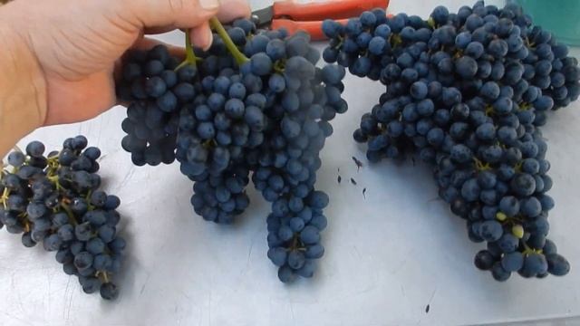 Кишмиш Красень 01 09 2020 смотреть онлайн