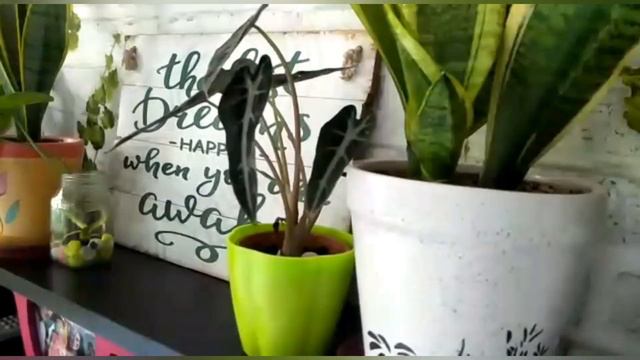 Is bedroom plants harmful?? My bedroom plants collection !! смотреть онлайн
