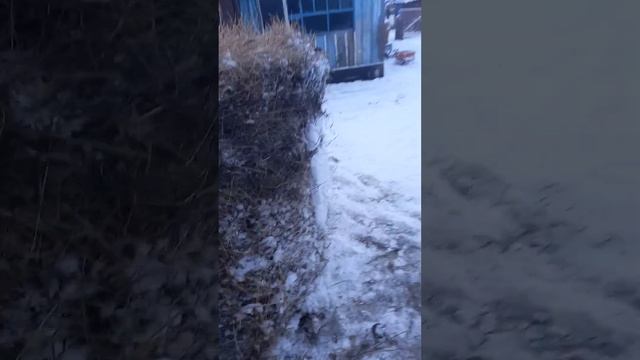 распоковка сена. смотреть онлайн