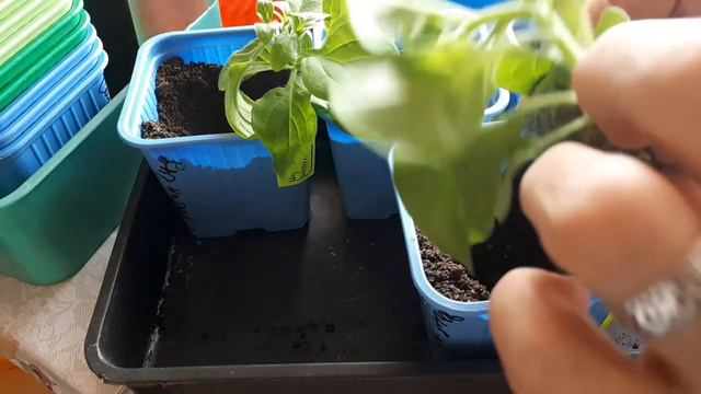 Рассадные старты 2020 г. Петуния из семян. смотреть онлайн