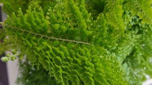 Папоротник нефролепис Fluffy Ruffles