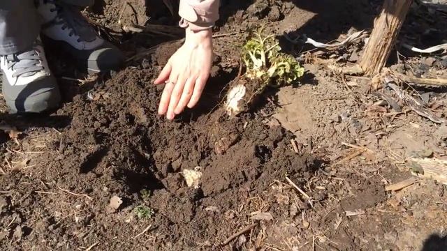 Лопата Захарова и субботник по копанию борщевика смотреть онлайн