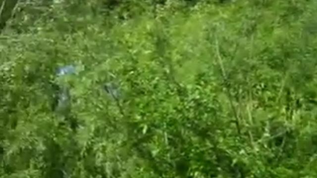 Трехмостовый Урал застрял в тайге смотреть онлайн