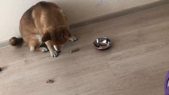 Реакция котиков и пёсика на мяско смотреть онлайн