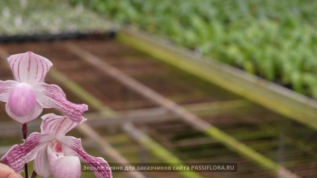 Орхидеи для избранных. Как выглядят особенные орхидеи? смотреть онлайн