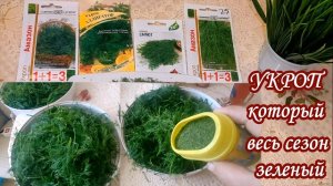 Весь сезон выращиваю укроп без зонтиков. Делюсь своими хитринками
