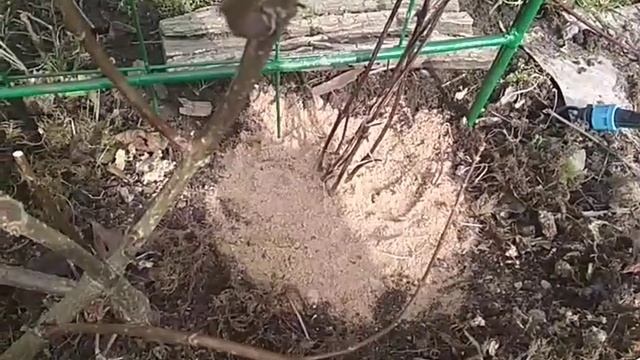 клематисы после зимовки смотреть онлайн