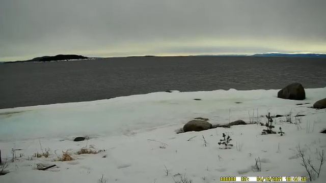 Бурый медведь . смотреть онлайн