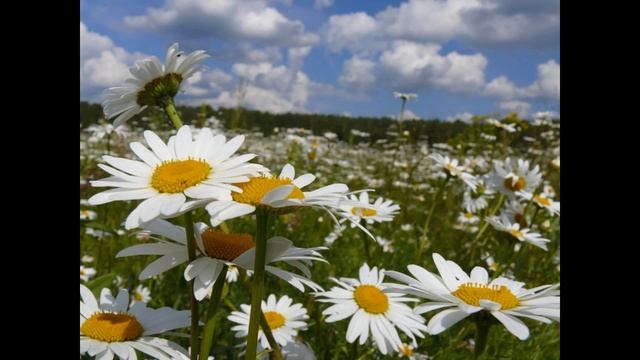 Ромашка, растения семейства Астровые смотреть онлайн
