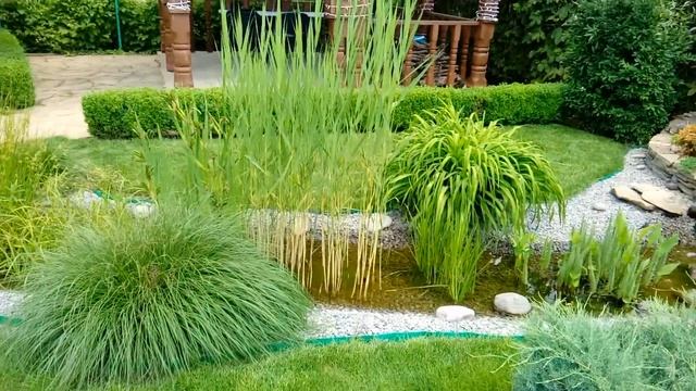 Проверено, прозрачная вода в садовом пруду, реальность! смотреть онлайн