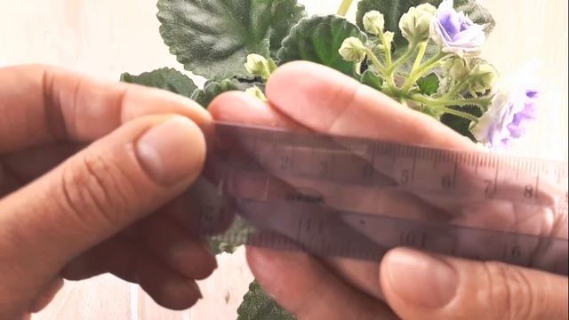 ОБЗОР ФИАЛОК "Аквамарин", "Черная жемчужина". Rob's hopscotch смотреть онлайн