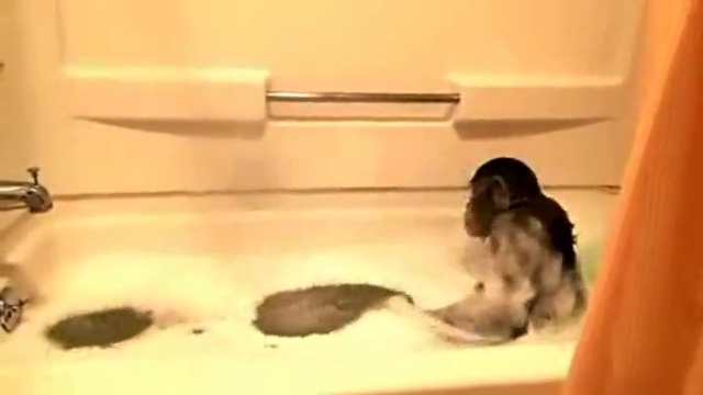 Обезьяна в ванной смотреть онлайн