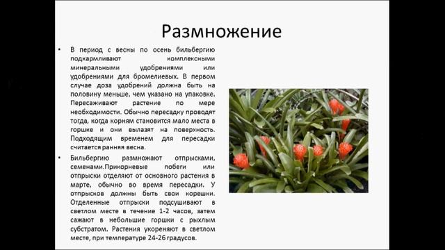 БИЛЬБЕРГИЯ смотреть онлайн