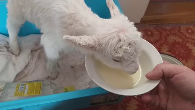 Новорожденный козленок . смотреть онлайн