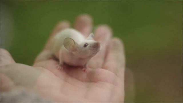 Декоративная мышь короткошерстная, окрас сиамский голубой смотреть онлайн
