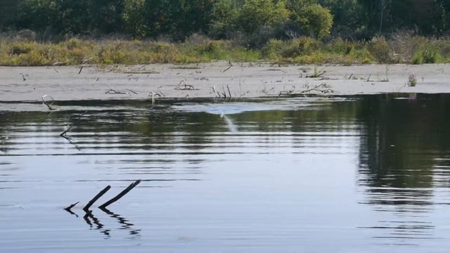 Выход щуки на "Хорватское яйцо" смотреть онлайн