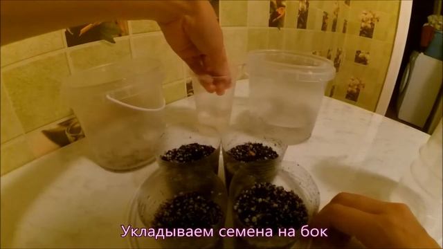 Адениум из семян. смотреть онлайн
