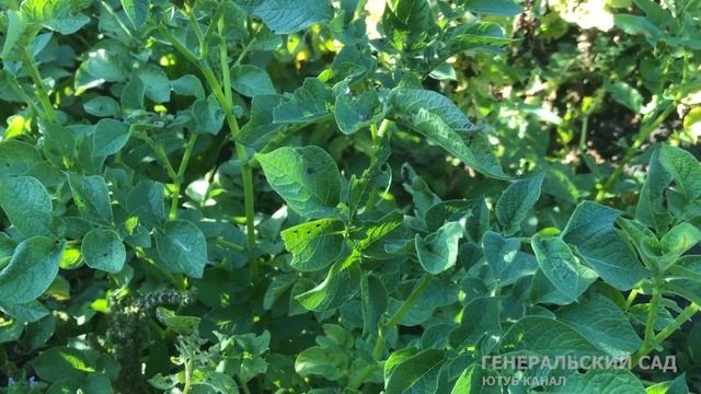 Клубни картофеля быстро дозреют и лучше будут хранится! Если сделаете это перед сбором урожая! смотреть онлайн