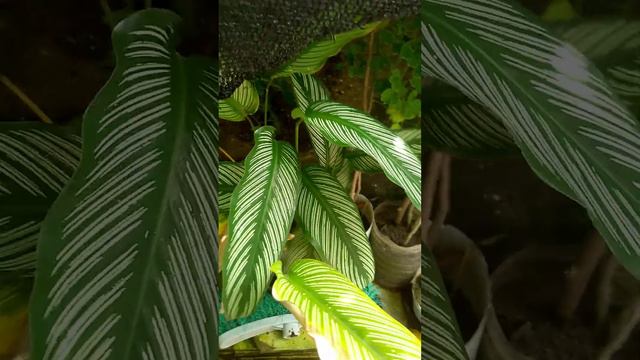 Calathea смотреть онлайн