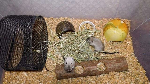 Сколько стоит содержать песчанок. Стоимость содержания песчанки смотреть онлайн