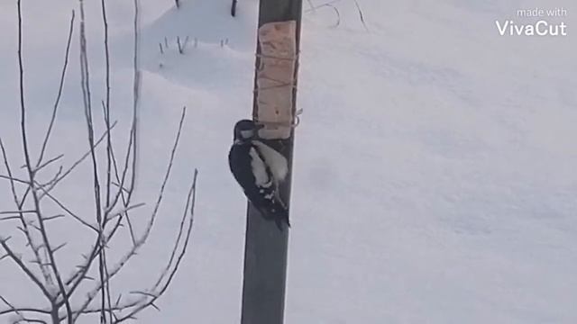 Наши милые соседи... смотреть онлайн