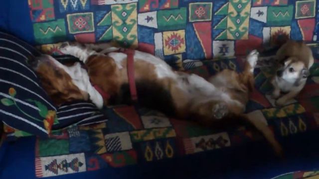 Gandalf Basset Hound free time смотреть онлайн